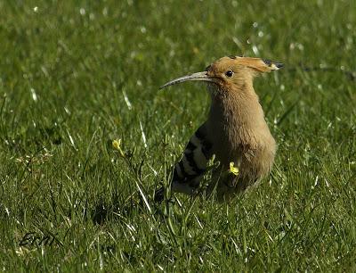 ABUBILLA EN ESCALANTE