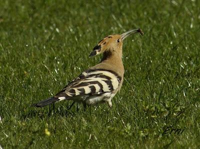 ABUBILLA EN ESCALANTE