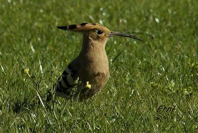 ABUBILLA EN ESCALANTE