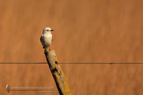 Monjita blanca (White Monjita) Xolmis irupero