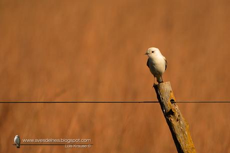 Monjita blanca (White Monjita) Xolmis irupero