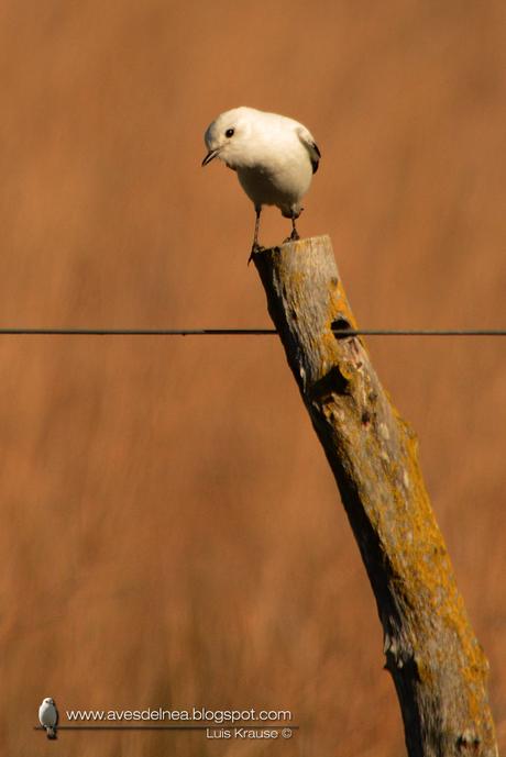 Monjita blanca (White Monjita) Xolmis irupero
