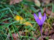 Flor otoño