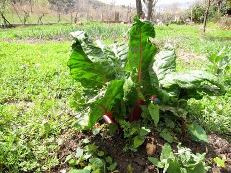 Acelgas con nata y bacon acelgas-a-la-francesa-01