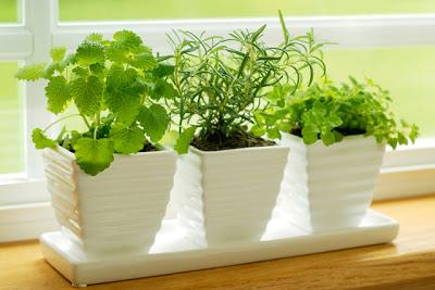 8 Plantas de Interior sin Mantenimiento