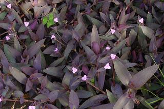 Tradescantia