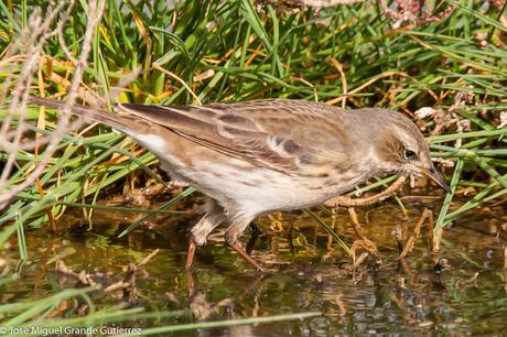 AVES DE NAVARRA OBSERVADAS EN ABRIL 2016