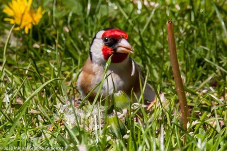 AVES DE NAVARRA OBSERVADAS EN ABRIL 2016