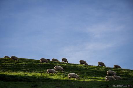 Para las noches de insomnio