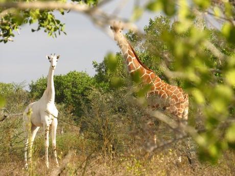 Una rara jirafa blanca es fotografiada en África