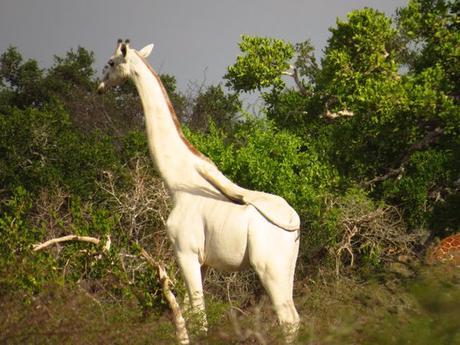 Una rara jirafa blanca es fotografiada en África