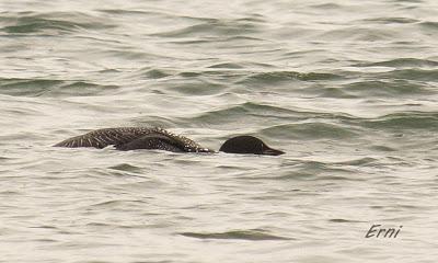 ¿CONOCÉIS ALGÚN OTRO LUGAR DONDE SUCEDA ESTO?