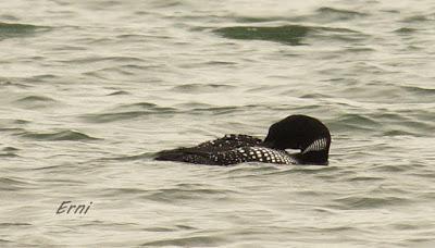 ¿CONOCÉIS ALGÚN OTRO LUGAR DONDE SUCEDA ESTO?