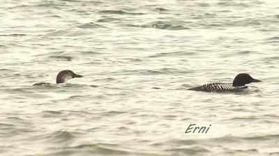 ¿CONOCÉIS ALGÚN OTRO LUGAR DONDE SUCEDA ESTO?