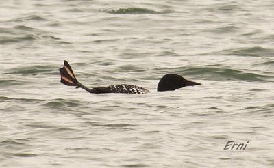 ¿CONOCÉIS ALGÚN OTRO LUGAR DONDE SUCEDA ESTO?