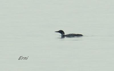 ¿CONOCÉIS ALGÚN OTRO LUGAR DONDE SUCEDA ESTO?