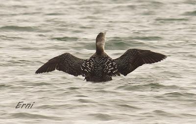 ¿CONOCÉIS ALGÚN OTRO LUGAR DONDE SUCEDA ESTO?
