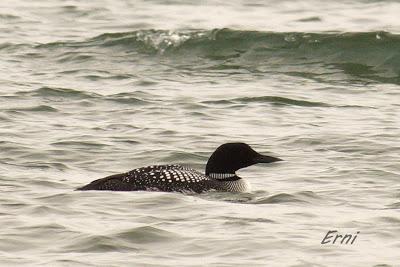 ¿CONOCÉIS ALGÚN OTRO LUGAR DONDE SUCEDA ESTO?