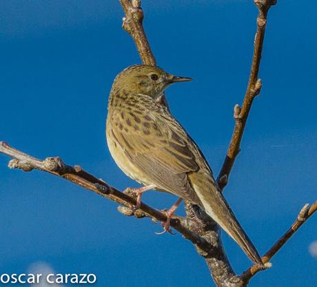 BUSCARLA Y COLIRROJO