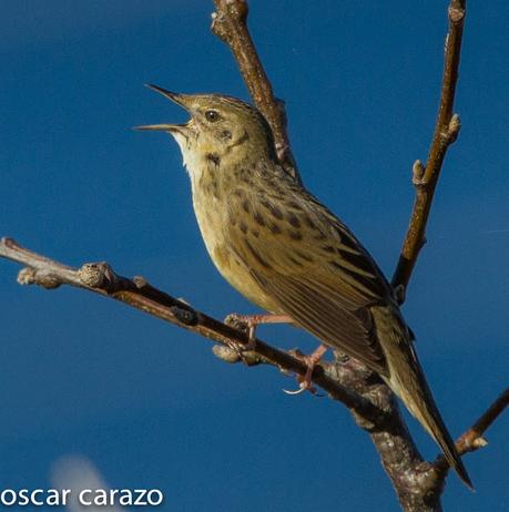 BUSCARLA Y COLIRROJO