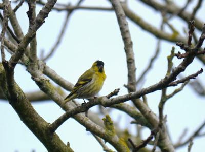 Efecto Patagonia (2): lúgano cantando