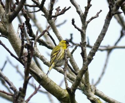 Efecto Patagonia (2): lúgano cantando