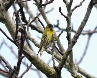 Efecto Patagonia (2): lúgano cantando
