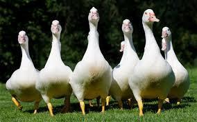 7 cosas que debes saber al soñar con ocas. sueño con ocas