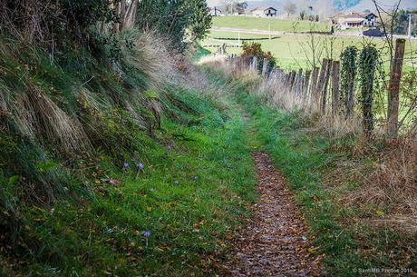 Azafrán en el camino