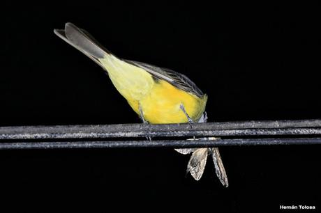 Aprovechamiento de la  luz artificial por aves insectívoras diurnas