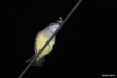 Aprovechamiento de la  luz artificial por aves insectívoras diurnas