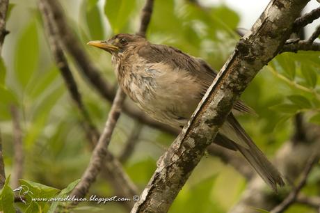 Zorzal chalchalero (Creamy-bellied Thrush) Turdus amaurochalinus