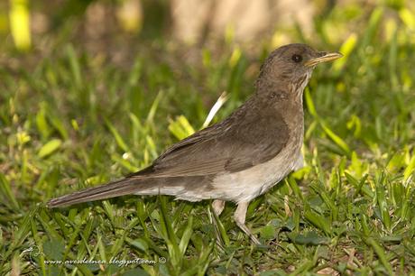 Zorzal chalchalero (Creamy-bellied Thrush) Turdus amaurochalinus
