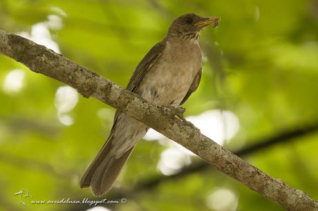 Zorzal chalchalero (Creamy-bellied Thrush) Turdus amaurochalinus