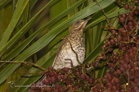 Zorzal chalchalero (Creamy-bellied Thrush) Turdus amaurochalinus