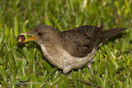 Zorzal chalchalero (Creamy-bellied Thrush) Turdus amaurochalinus