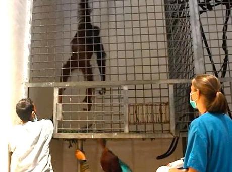 Hombre carga a orangután de nuevo al bosque donde pertenece