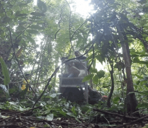 Hombre carga a orangután de nuevo al bosque donde pertenece