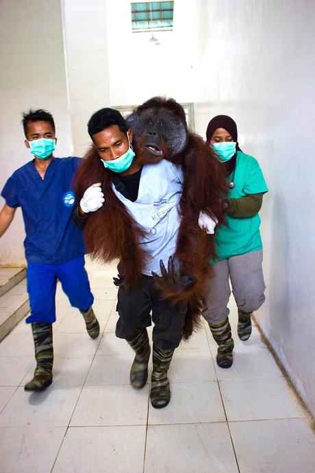 Hombre carga a orangután de nuevo al bosque donde pertenece