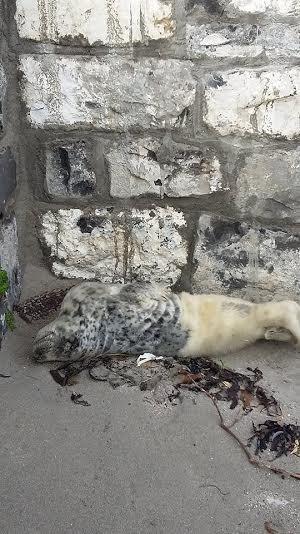 Cría de foca rescatada de una carretera ama su nueva bañera