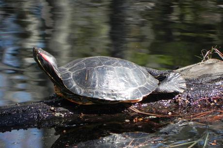 que son las especies exoticas invasoras tortuga de florida