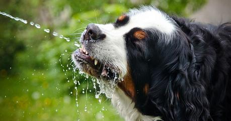 cómo hidratar a un perro