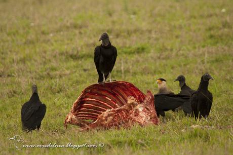 Jote cabeza negra (Black Vulture) Coragyps atratus