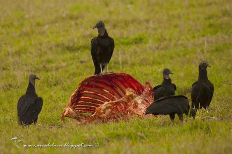 Jote cabeza negra (Black Vulture) Coragyps atratus