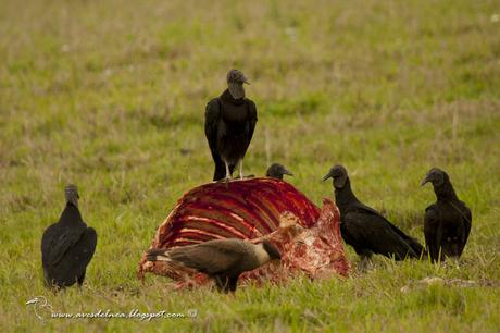 Jote cabeza negra (Black Vulture) Coragyps atratus