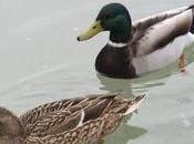 Patos