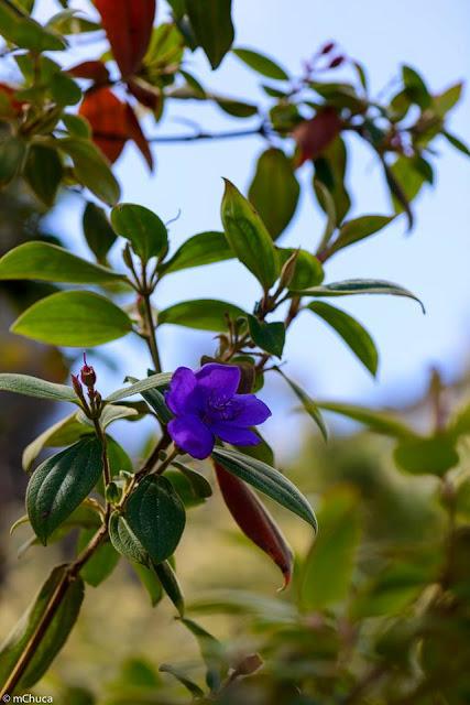 Ruta de la Camelia: El jardín de La Saleta en primavera, del 1 al 30 de abril de 2016. Camellia Route: Saleta's Garden in spring, April 1-30, 2016.