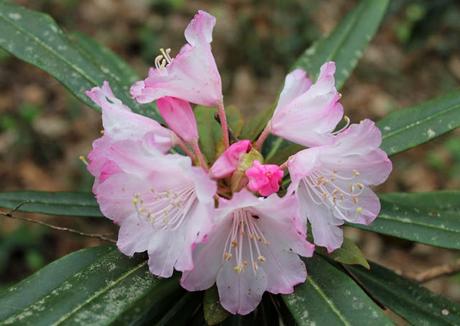 Ruta de la Camelia: El jardín de La Saleta en primavera, del 1 al 30 de abril de 2016. Camellia Route: Saleta's Garden in spring, April 1-30, 2016.