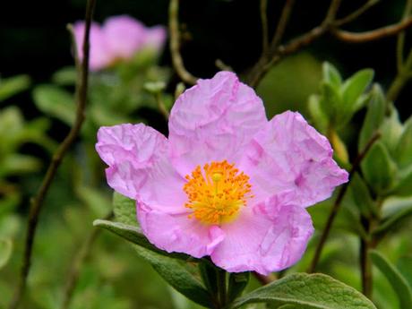 Ruta de la Camelia: El jardín de La Saleta en primavera, del 1 al 30 de abril de 2016. Camellia Route: Saleta's Garden in spring, April 1-30, 2016.