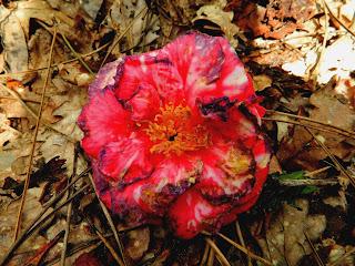 Ruta de la Camelia: El jardín de La Saleta en primavera, del 1 al 30 de abril de 2016. Camellia Route: Saleta's Garden in spring, April 1-30, 2016.